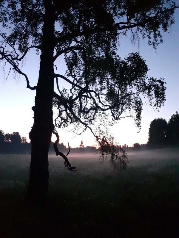 puu kesäyönä
